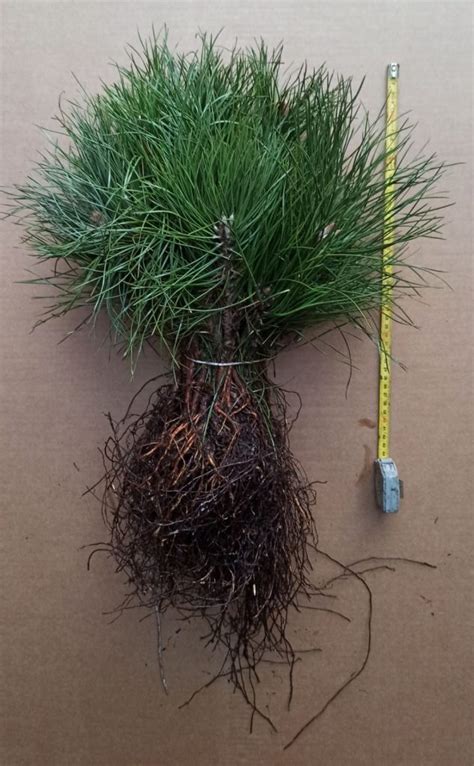 Black Pine Pinus Nigra Var Nigra Seedlings Years Old Cm