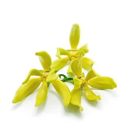 tinh dau hoa ngoc lan tay lush viet nam