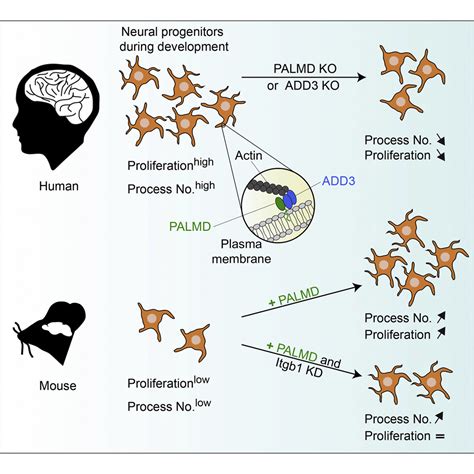 Neocortical Expansion Due To Increased Proliferation Of Basal