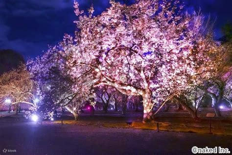 日本京都世界遗产二条城 NAKED FLOWERS 2023 夜樱光雕秀门票 Klook客路