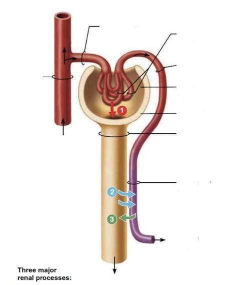 Lab 8 Schematic Uncoiled Nephron Diagram Quizlet