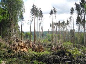 Klimawandel Der Wald in Hessen braucht Hilfe ökoLeo Umwelt und