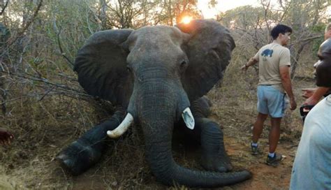 Despu S De A Os De Sufrimiento Este Elefante Finalmente Es Liberado De