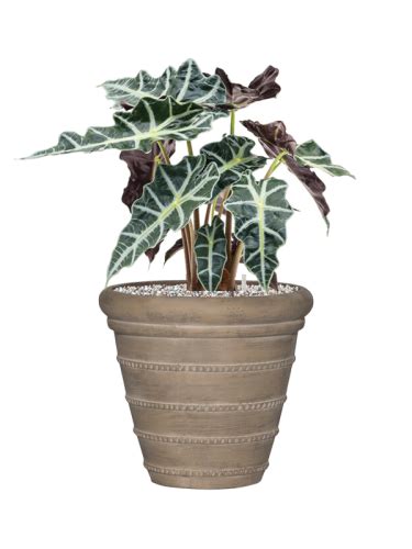 Alocasia Polly Donica Treasure System Vulkastrat Sklep Z