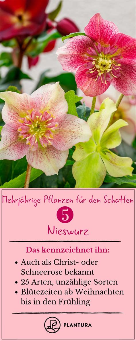 Schattenpflanzen Top Pflanzen F R Schatten Plantura Outdoor