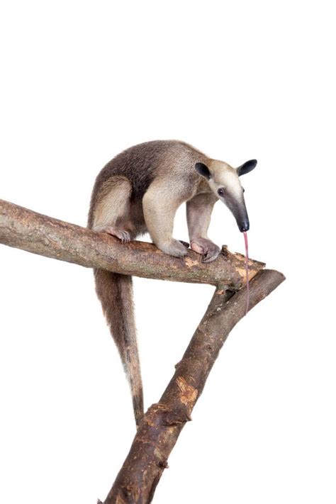 Oso Hormiguero Agarrado Tetradactyla De Tamandua En Blanco Foto De