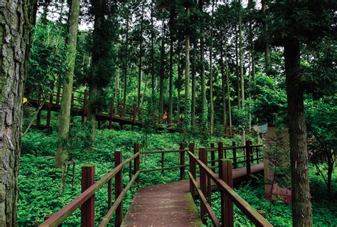 Jeongnamjin Cypress Forest Woodland Visitkorea