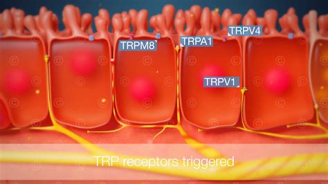 Animation TRP channel multimodulators in colds - MedicalGraphics