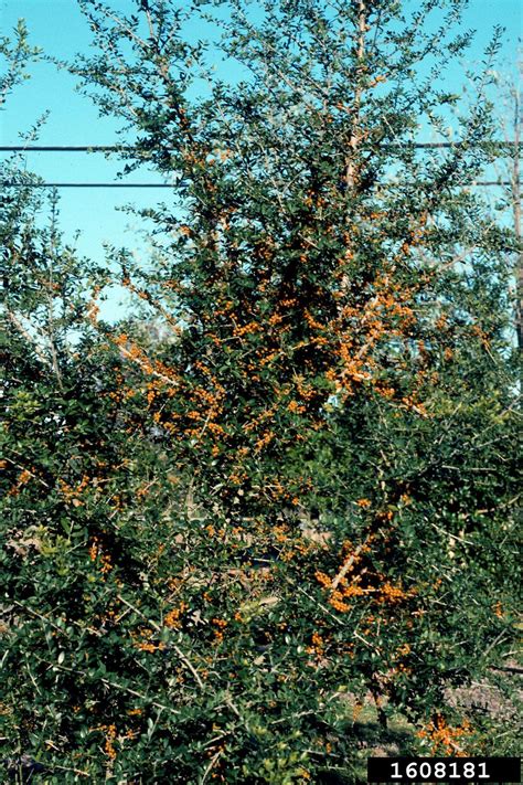 Yaupon Ilex Vomitoria