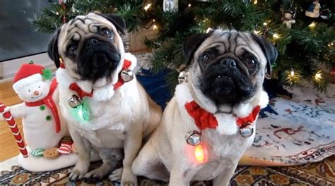 christmas pug on Tumblr