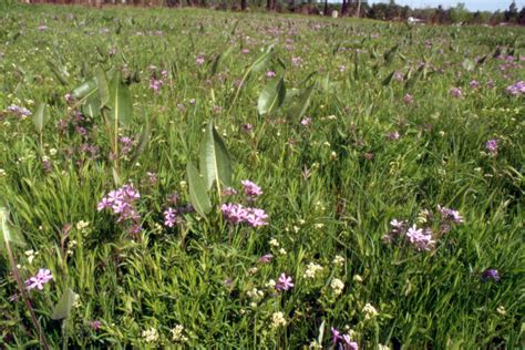 Phlox Pilosa Polemoniaceae Image At Phytoimages Siu Edu