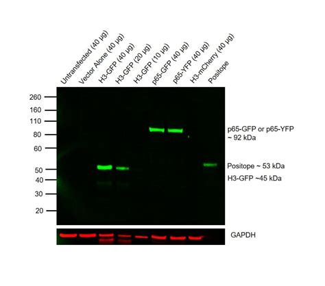 Gfp Antibody Dylight Ma D