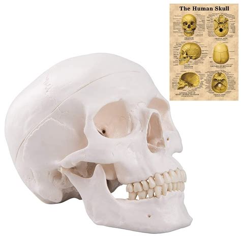 Miirr Life Size Human Skull Model Skull Model Anatomy Includes Full