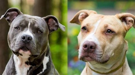 Is A Staffordshire Terrier The Same As A Pit Bull