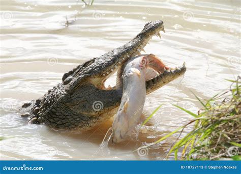 Crocodile Eating Fish Royalty Free Stock Photography Cartoondealer