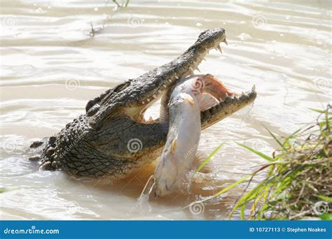 Crocodile Eating Fish. Royalty-Free Stock Photography | CartoonDealer.com #75015785