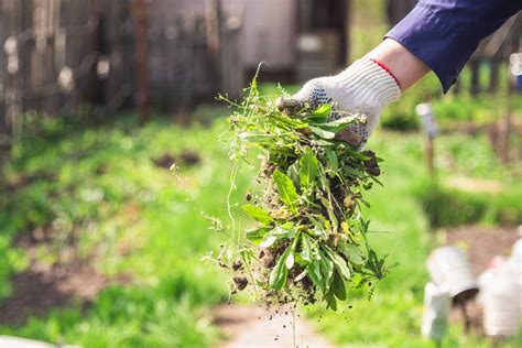 Jak skutecznie pozbyć się chwastów domowymi sposobami Strefa Agro