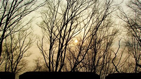 Free Images Tree Nature Forest Branch Winter Sky Sunlight