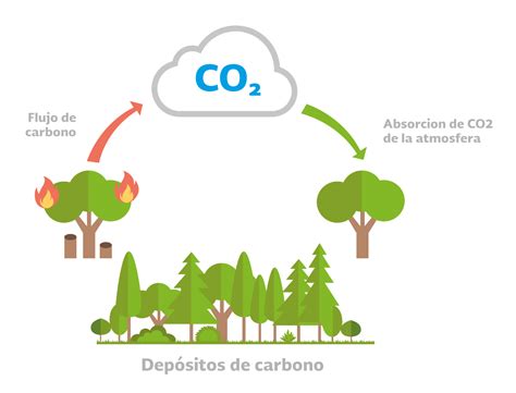 Cambio Climático Y Bosques Sis