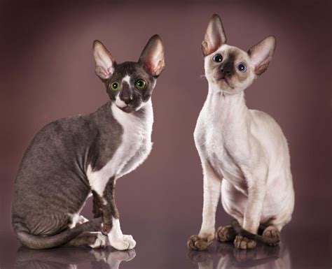 Kot Cornish Rex Rex Kornwalijski Rasa Cechy Kotypl Kotypl