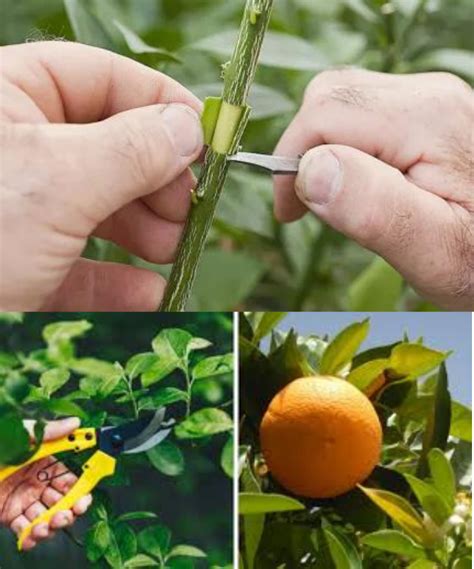 La Poda Del Naranjo Material Y M Todo Delicias Culinarias