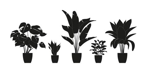 Collection silhouettes of houseplants in black color. Potted plants ...