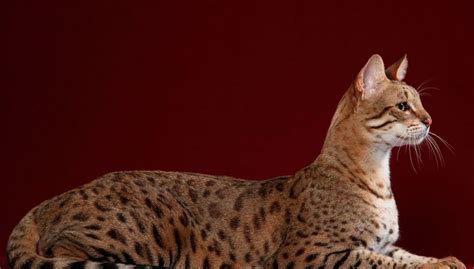 Conheça as 10 Raças de Gatos Mais Populares no Brasil Jardim Animal