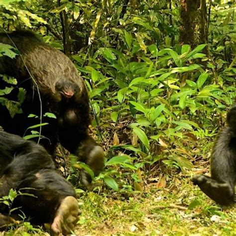 Chimpanzee Habituation In Kibale Forest National Park Bwindi Gorilla Park