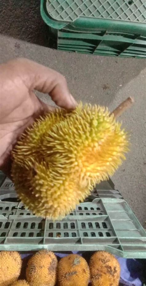 A Grade Kerala Wild Jackfruit Carton Packaging Size 10 Kg At Rs 230