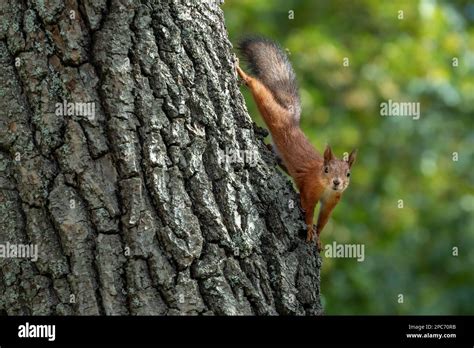 A Squirrel In The Oak Tree Stock Photo Alamy