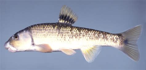 Largescale Stoneroller Fishes Of The Upper Green River Ky · Inaturalist