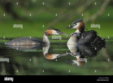 Great Crested Grebes Stock Photo Alamy