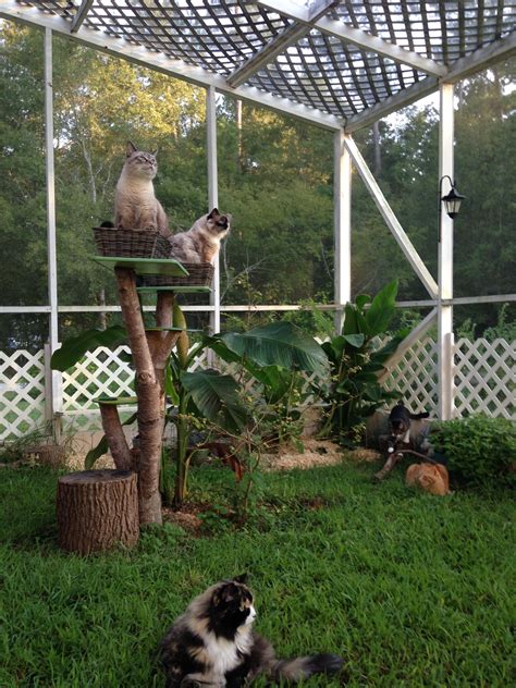 How To Build A Catio Your Cat Will Love Artofit