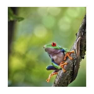 Red Eyed Tree Frog Costa Rica Photograph By Dirk Ercken Fine Art America