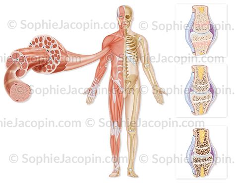 Syst Me Musculo Squelettique Illustration Medicale