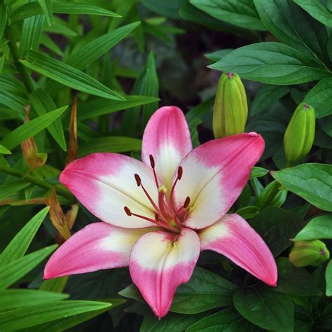 Lilium Asiatic Pink White Bulbs Per Pack