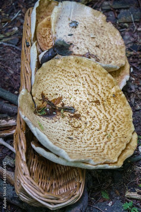 Very Large Up To Cm Cerioporus Squamosus Aka Polyporus Squamosus Is