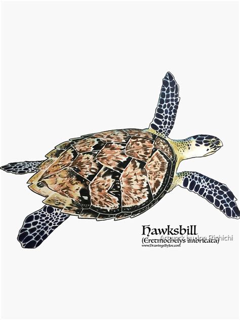 Hawksbill Sea Turtle Sticker By Artworkbyjoe Redbubble