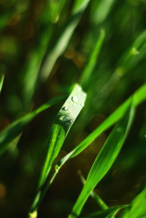 Imagen Gratis Hoja Planta Las Gotas De Lluvia Agua Rocío Verde