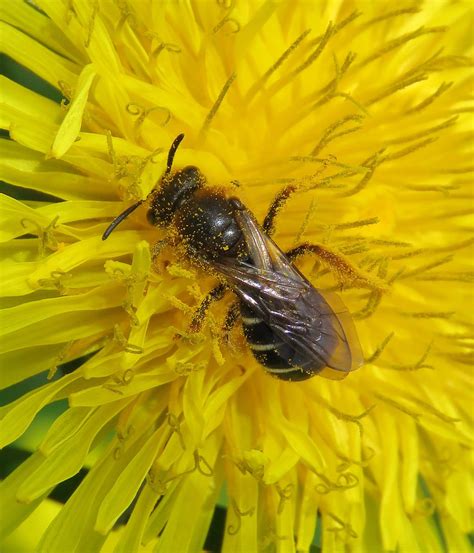 Halictus Rubicundus Female Kenfig Dunes Glamorgan C Flickr