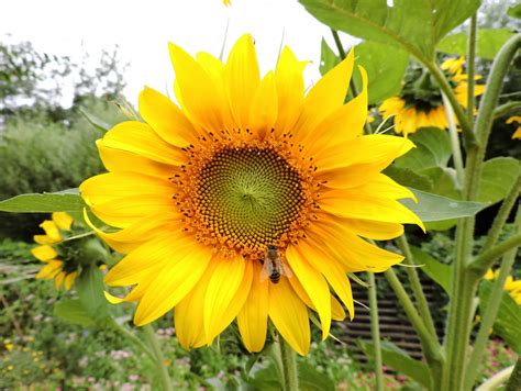 Gratis Afbeeldingen Natuur Fabriek Veld Bloemblad Zomer