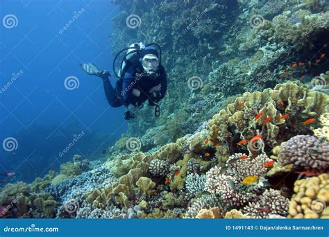 Scuba Diver The Coral Reef Stock Image Image Of Travel Enjoyment