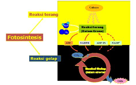 Reaksi Dan Proses Fotosintesis My Biologi Smart