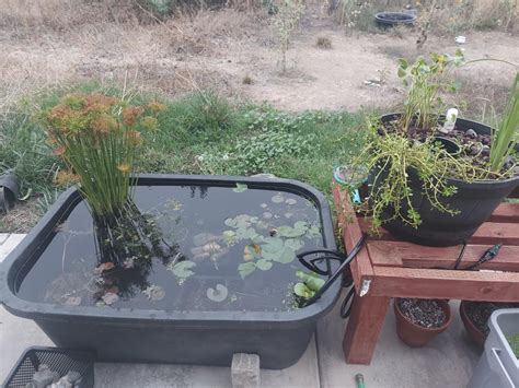 Raccoon Proof Pond Rponds