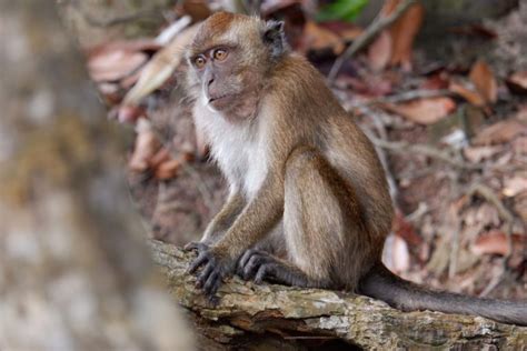 Konflik Monyet Dan Manusia Di Batam Dari Ambil Makanan Sampai Masuk