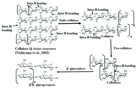 Proposed Reactions Of Different Cellulase Enzymes On Cellulose Fibers