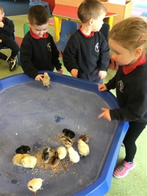 Baby Chicks In Nursery