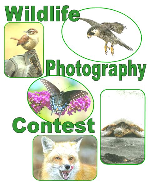 Wildlife Photography Contest – County of Union, New Jersey