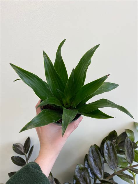 Dracaena ‘green Jewel Wild Willys Plants And Flowers