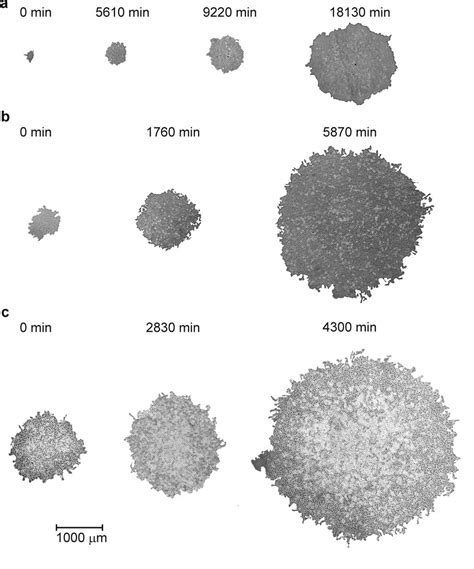 Evolution Of Cell Colony Growth Pattern Sequences In Culture Media